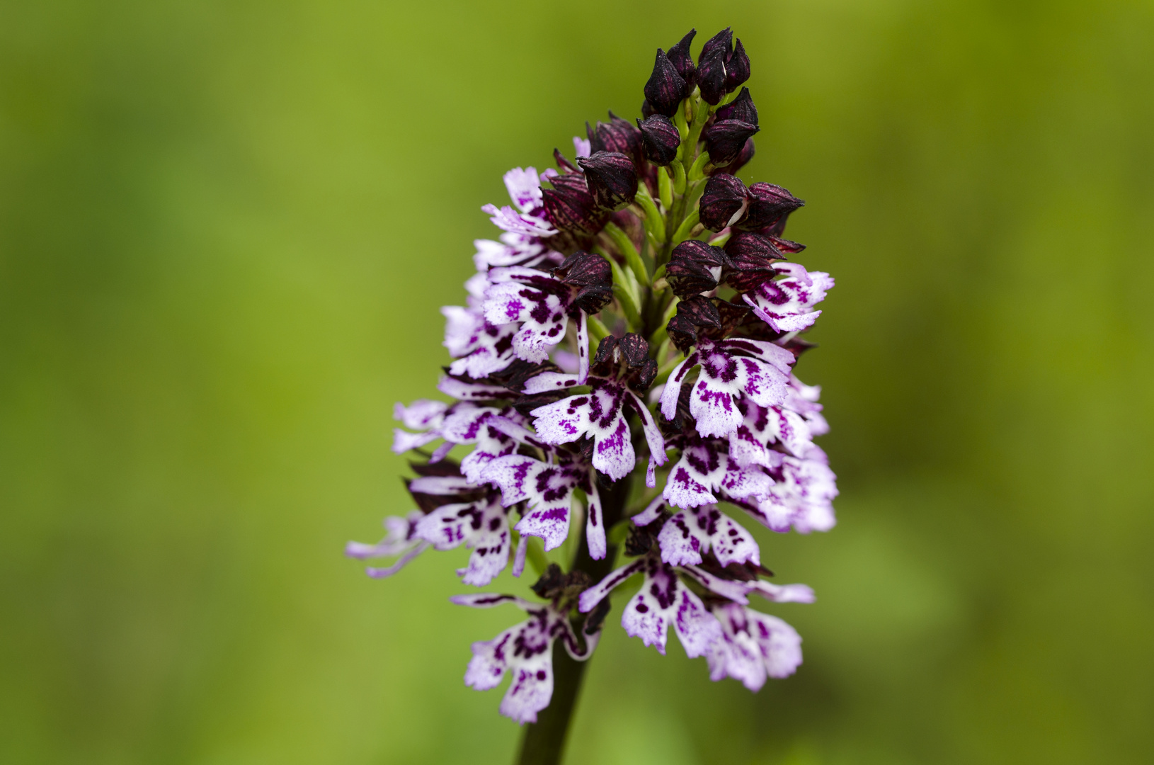 Purpur-Knabenkraut (Orchis purpurea)