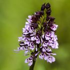 Purpur-Knabenkraut (Orchis purpurea)