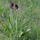 Purpur-Knabenkraut (Orchis purpurea)...