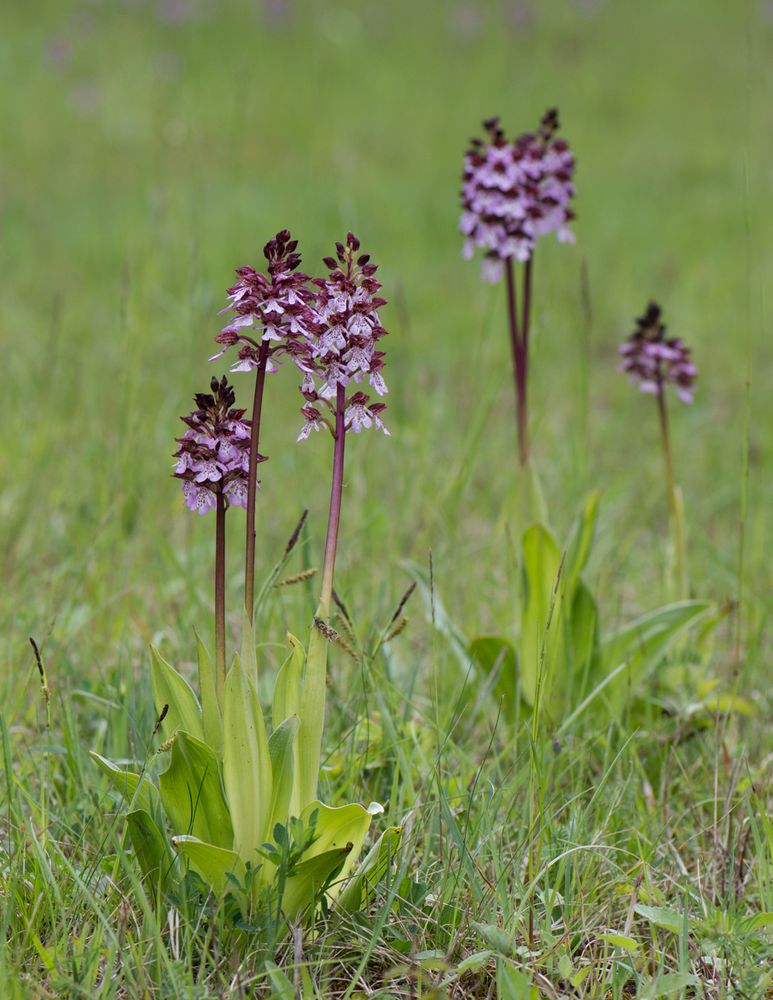 Purpur-Knabenkraut (Orchis purpurea)