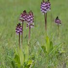 Purpur-Knabenkraut (Orchis purpurea)