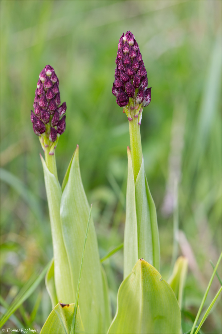 Purpur-Knabenkraut (Orchis purpurea) ................