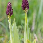 Purpur-Knabenkraut (Orchis purpurea) ................