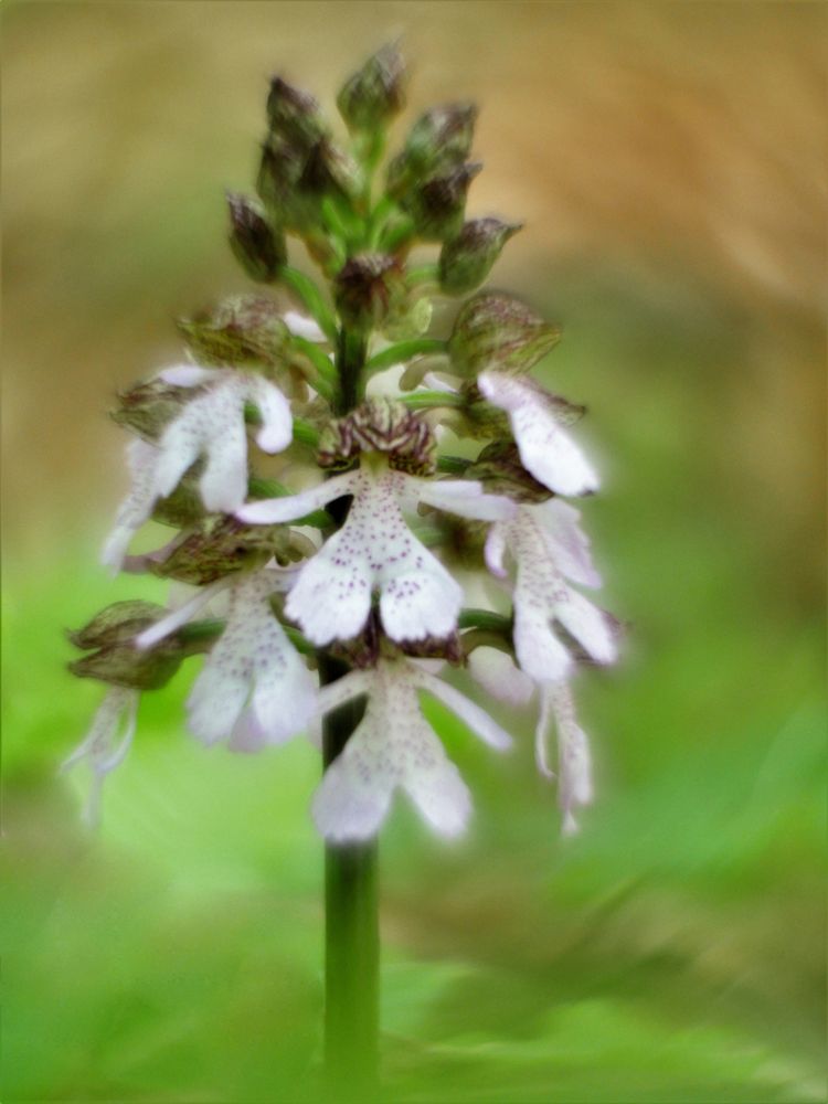 Purpur-Knabenkraut, Orchis purpurea