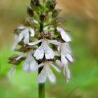 Purpur-Knabenkraut, Orchis purpurea