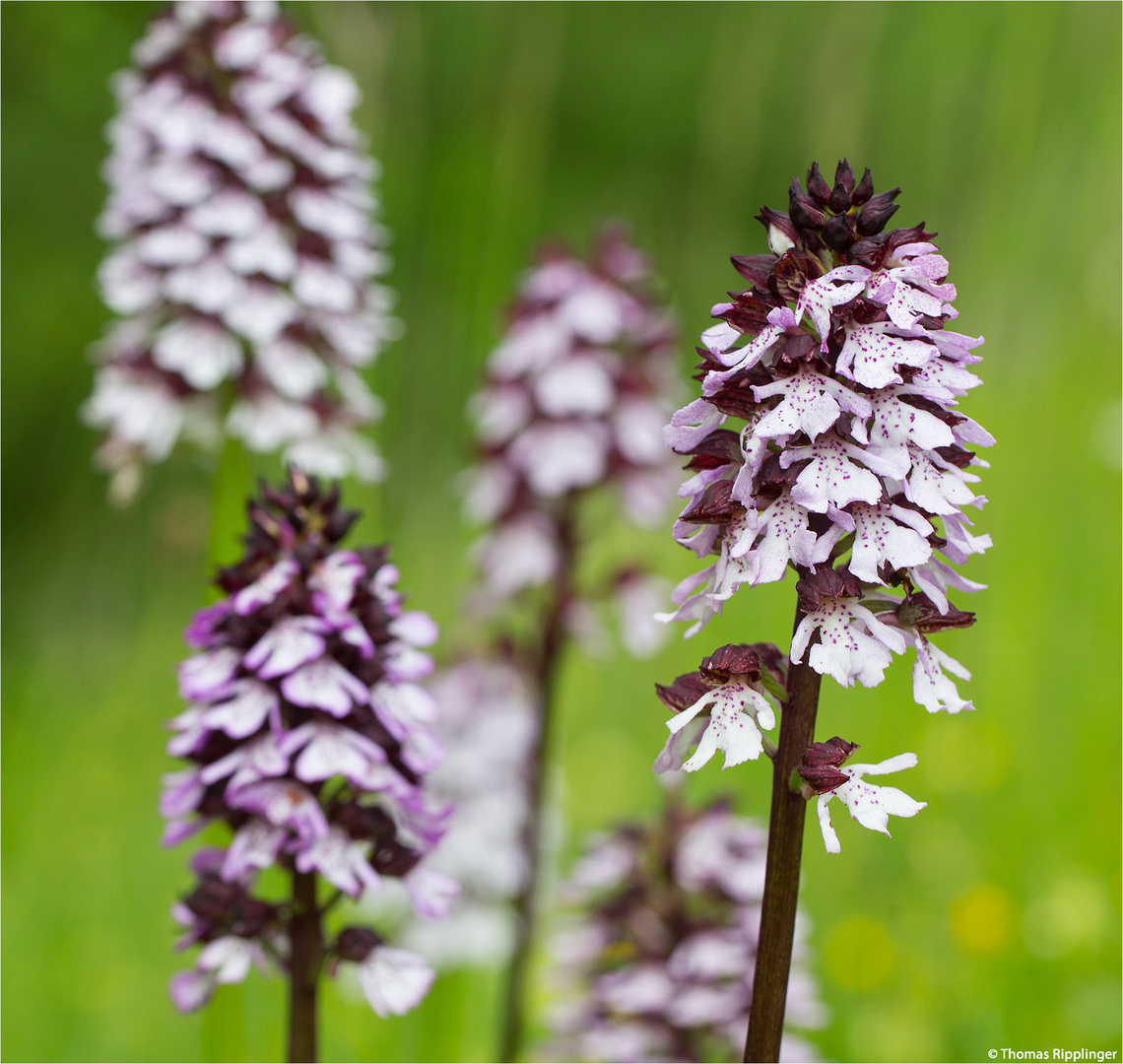 Purpur-Knabenkraut (Orchis purpurea) 9608