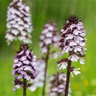 Purpur-Knabenkraut (Orchis purpurea) 9608