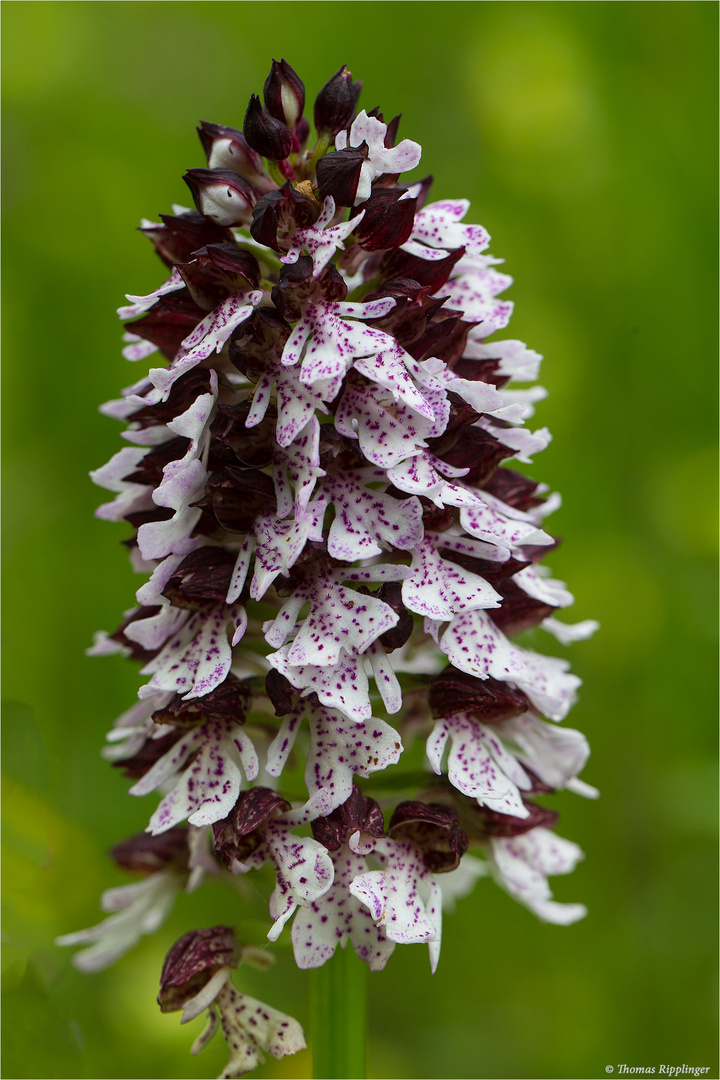 Purpur-Knabenkraut (Orchis purpurea) 9632