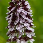 Purpur-Knabenkraut (Orchis purpurea) 9632