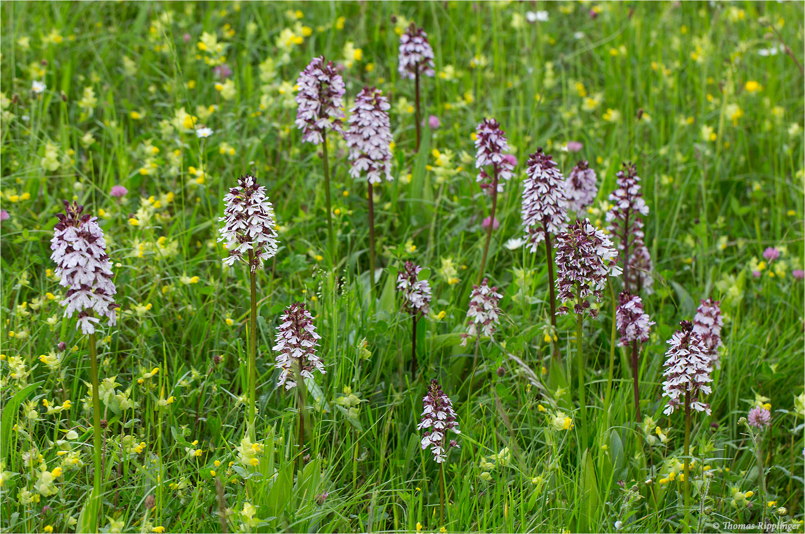 Purpur-Knabenkraut (Orchis purpurea) 9639