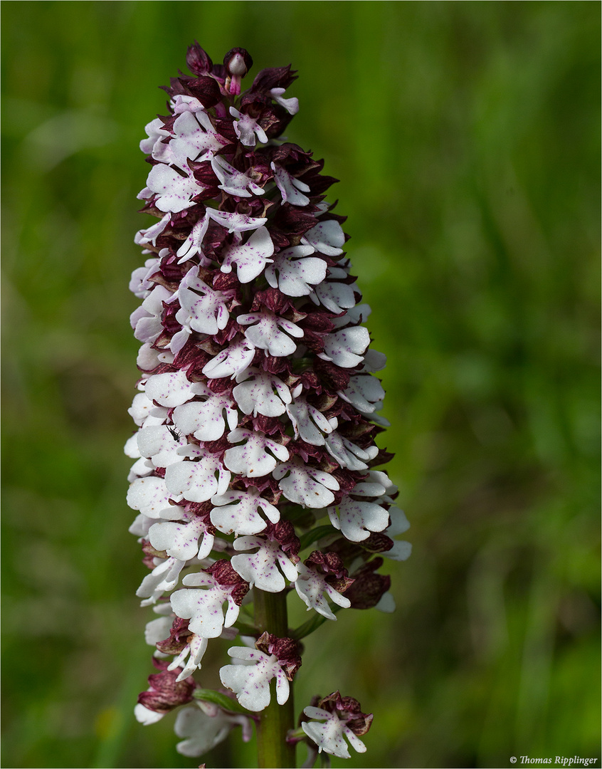 Purpur-Knabenkraut (Orchis purpurea) 9650