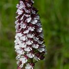 Purpur-Knabenkraut (Orchis purpurea) 9650