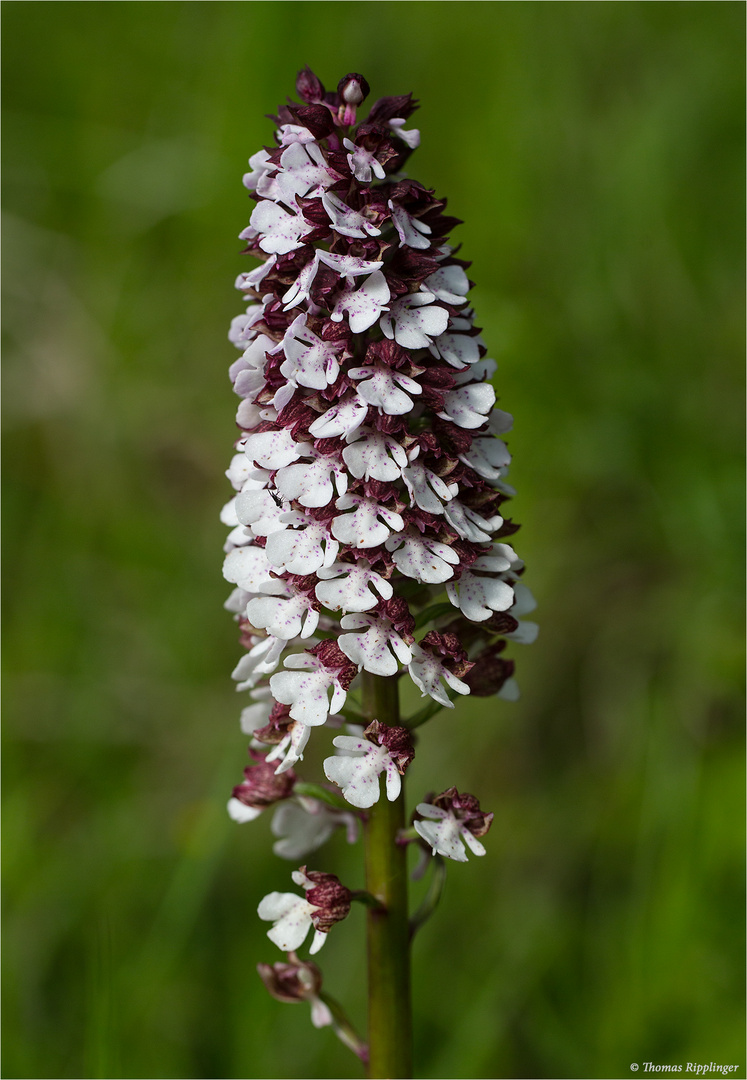 Purpur-Knabenkraut (Orchis purpurea) 9653