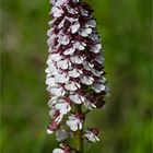 Purpur-Knabenkraut (Orchis purpurea) 9653