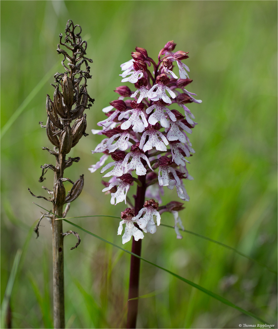 Purpur-Knabenkraut (Orchis purpurea) 9659