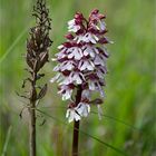 Purpur-Knabenkraut (Orchis purpurea) 9659