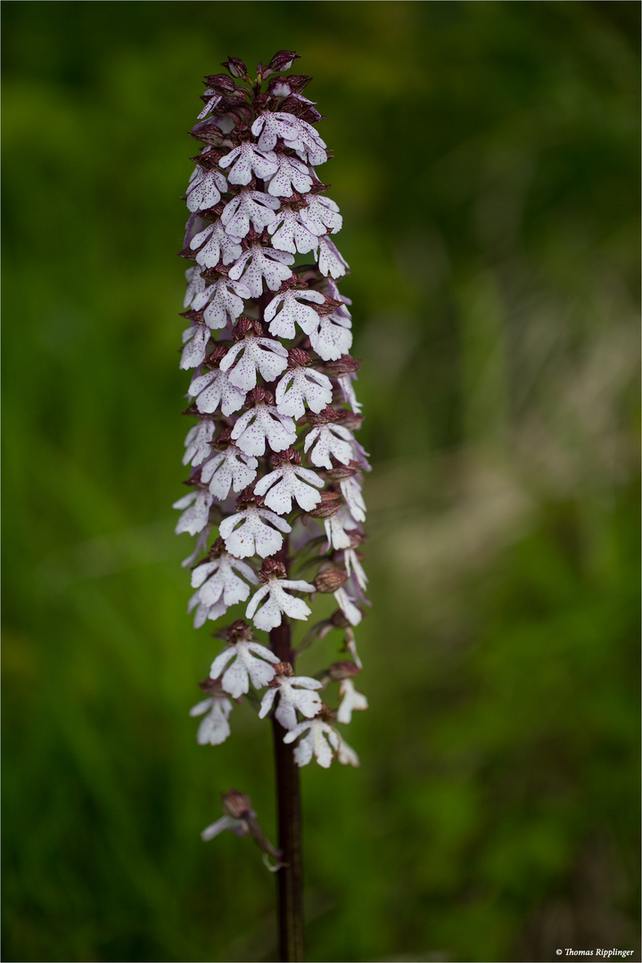 Purpur-Knabenkraut (Orchis purpurea) 9745