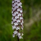 Purpur-Knabenkraut (Orchis purpurea) 9745