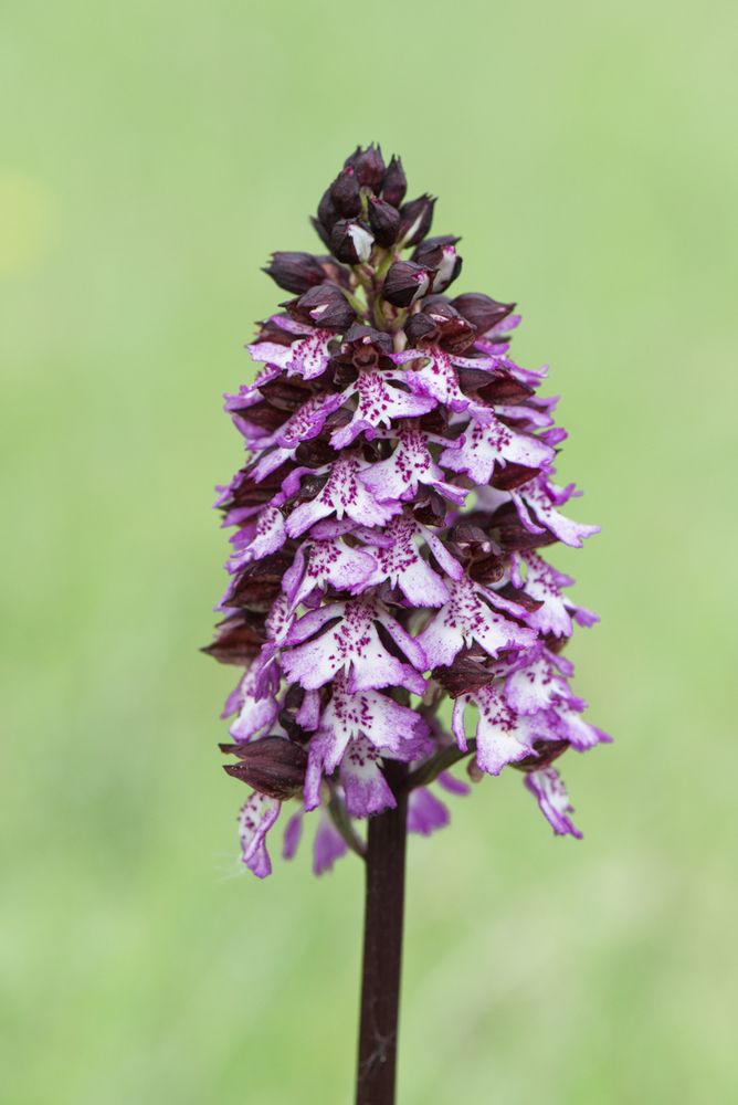 Purpur-Knabenkraut (Orchis purpurea)