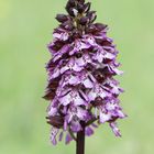 Purpur-Knabenkraut (Orchis purpurea)