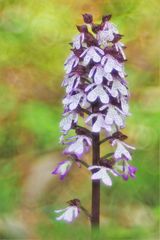 Purpur-Knabenkraut (Orchis purpurea)