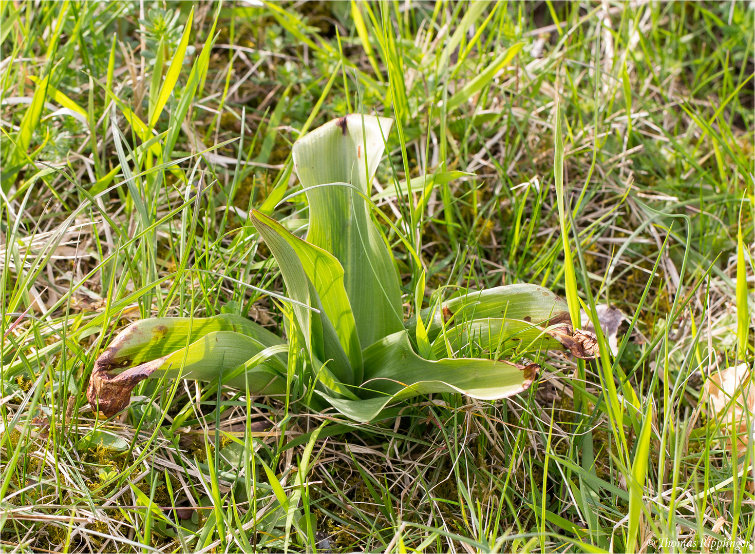 Purpur-Knabenkraut (Orchis purpurea) .