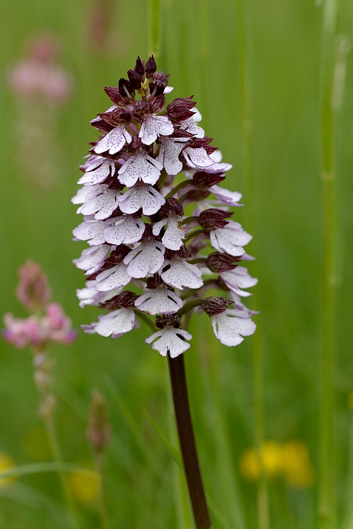 Purpur-Knabenkraut (Orchis purpurea)