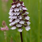 Purpur-Knabenkraut (Orchis purpurea)