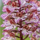purpur-knabenkraut (orchis purpurea)  ? ....