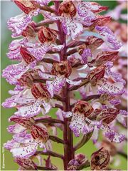 purpur-knabenkraut (orchis purpurea)  ? ....