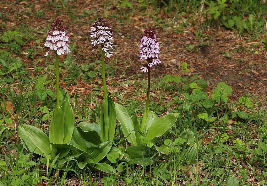 Purpur-Knabenkraut (Orchis purpurea)