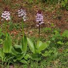 Purpur-Knabenkraut (Orchis purpurea)