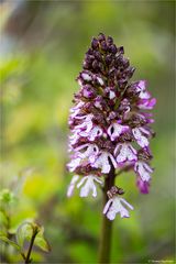 Purpur-Knabenkraut (Orchis purpurea)