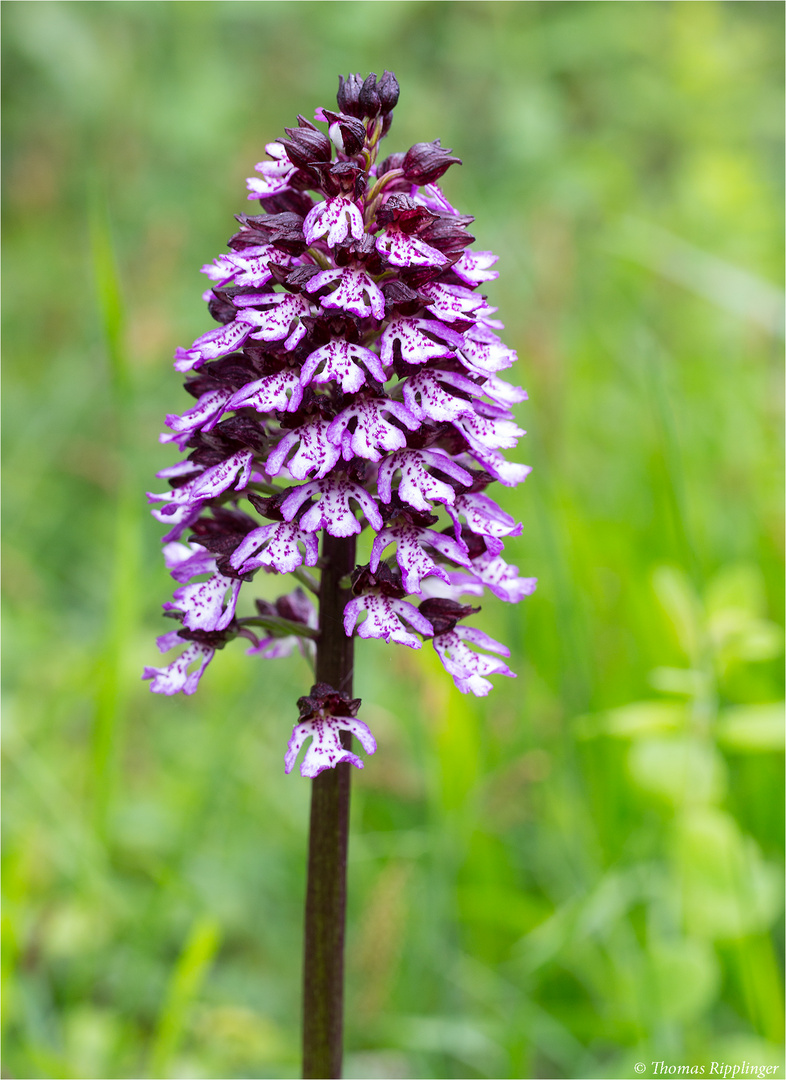 Purpur-Knabenkraut (Orchis purpurea) . ...