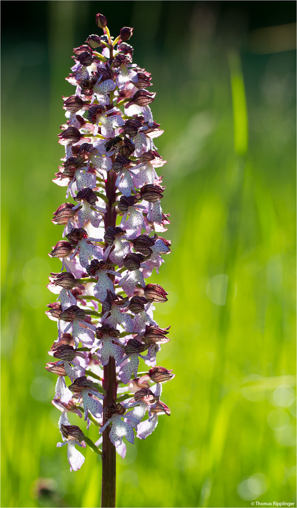 Purpur-Knabenkraut (Orchis purpurea)