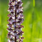 Purpur-Knabenkraut (Orchis purpurea)