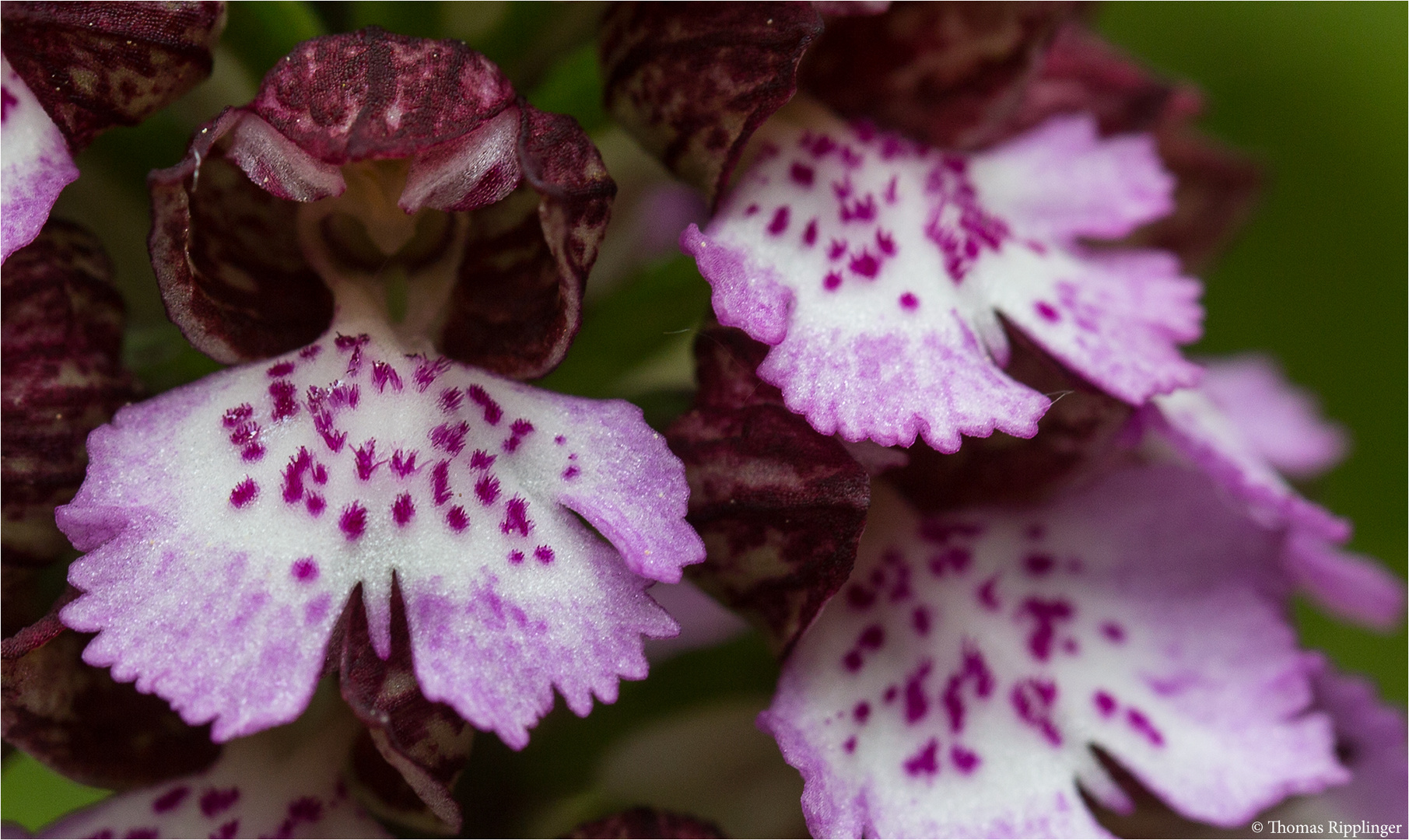 Purpur-Knabenkraut (Orchis purpurea) .