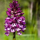 Purpur-Knabenkraut (Orchis purpurea).......