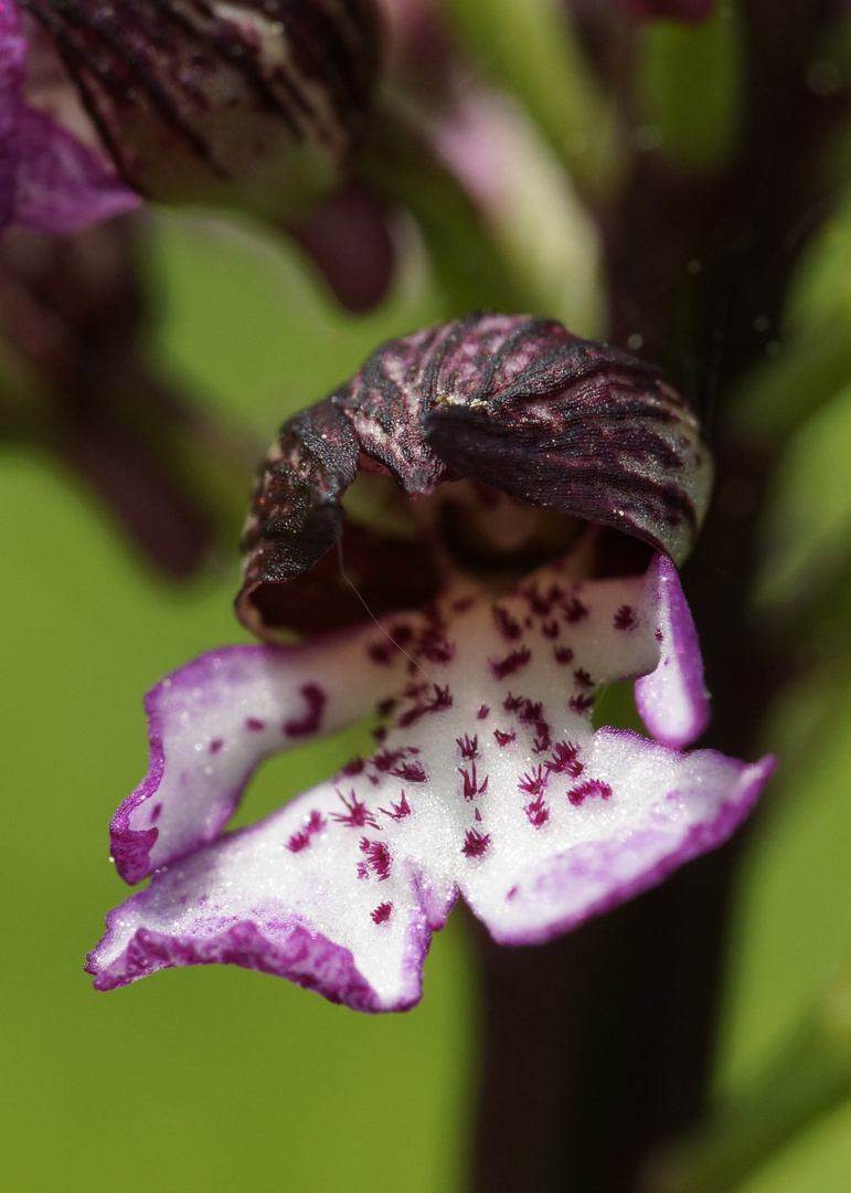 Purpur Knabenkraut (Orchis purpurea)