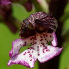 Purpur Knabenkraut (Orchis purpurea)