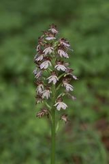 Purpur-Knabenkraut (Orchis purpurea)