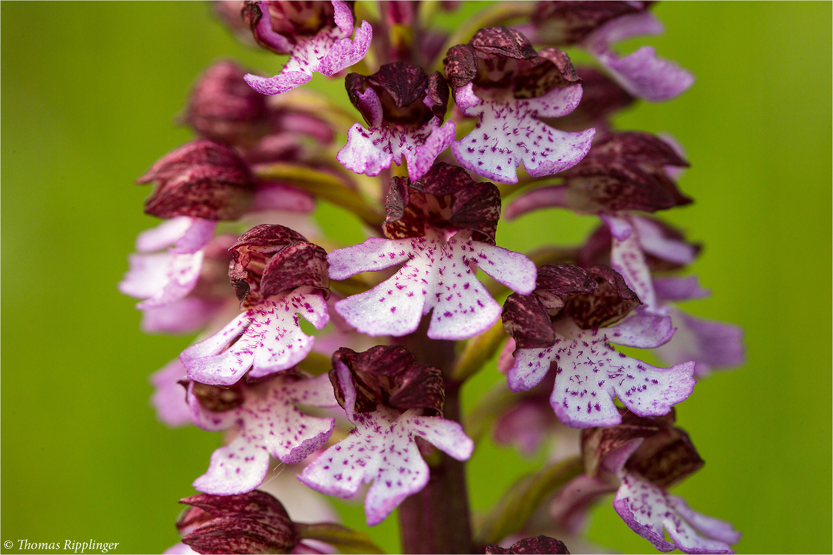 Purpur-Knabenkraut (Orchis purpurea) ............