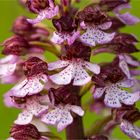 Purpur-Knabenkraut (Orchis purpurea) ............