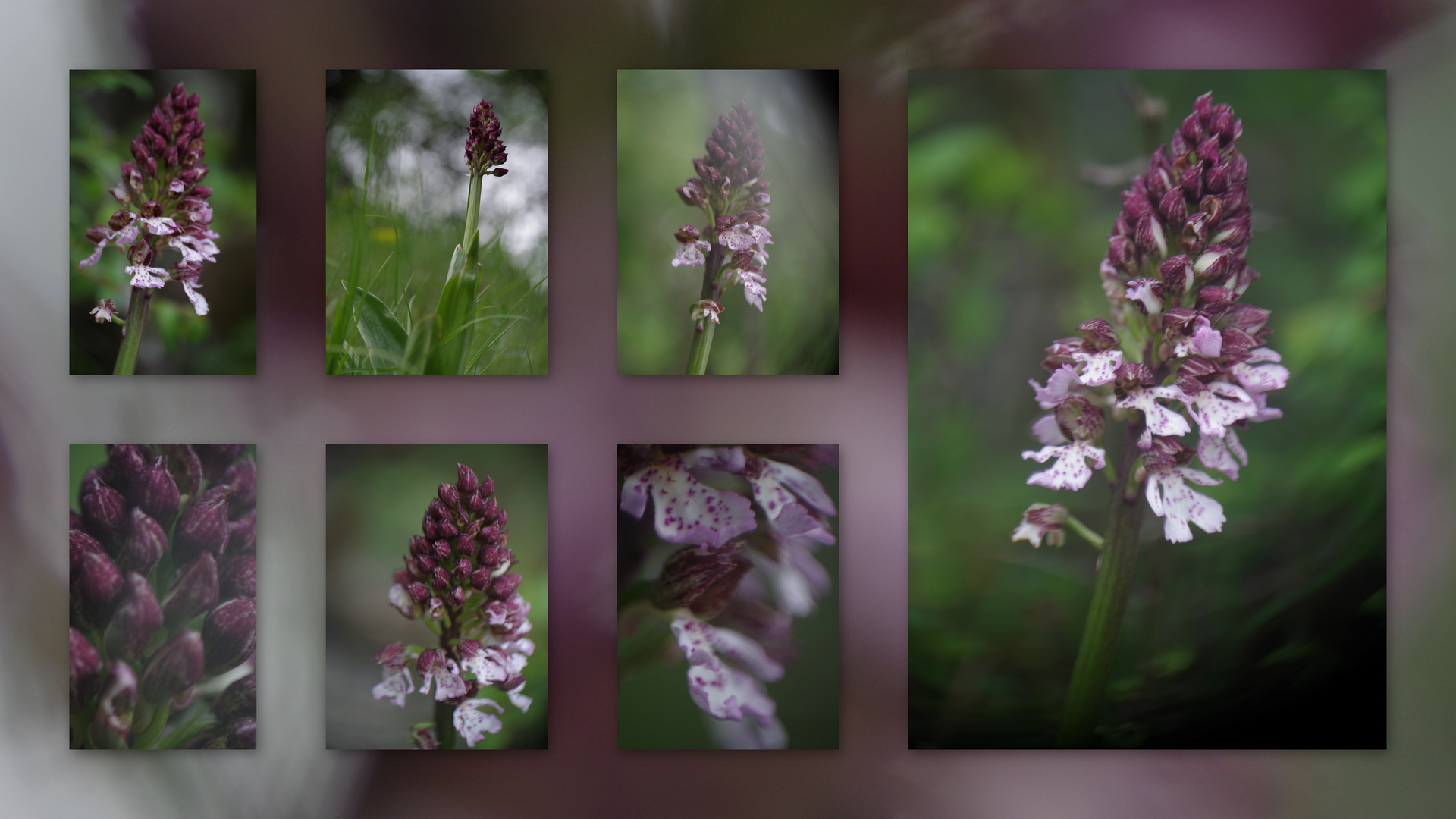 Purpur-Knabenkraut - Orchis purpurea