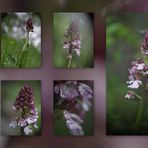 Purpur-Knabenkraut - Orchis purpurea