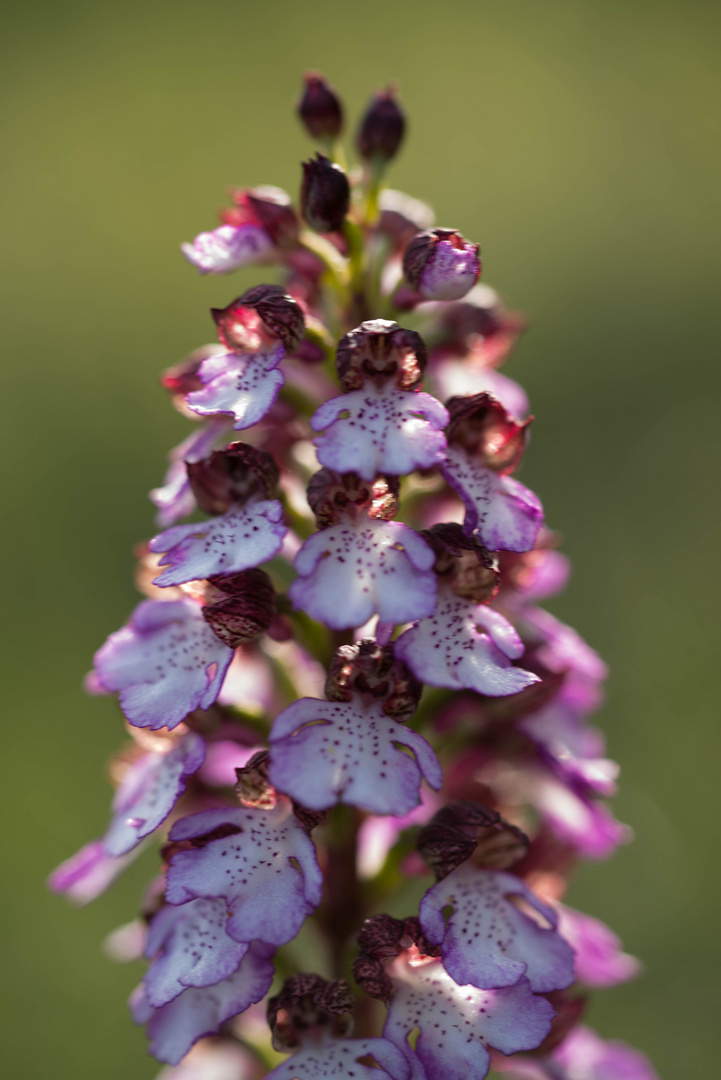 Purpur-Knabenkraut (Orchis purpurea)