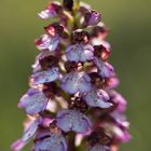 Purpur-Knabenkraut (Orchis purpurea)