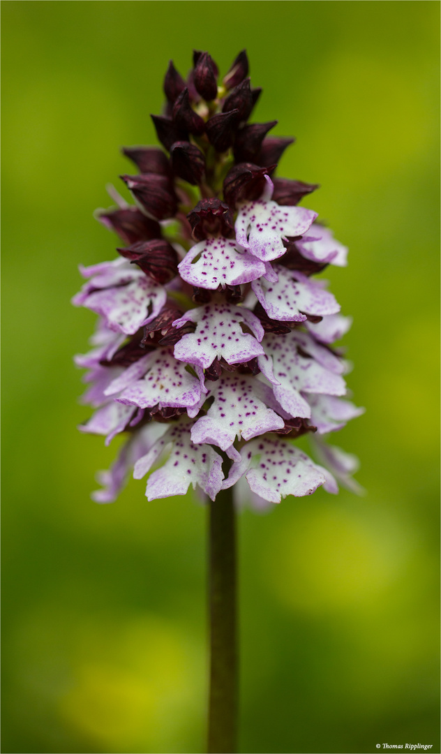 Purpur-Knabenkraut (Orchis purpurea)