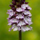 Purpur-Knabenkraut (Orchis purpurea)