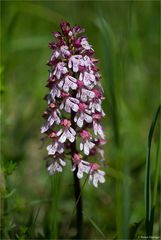 Purpur-Knabenkraut (Orchis purpurea) .........